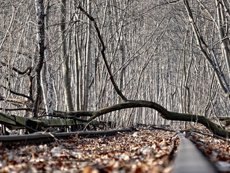 Gleise im Wald