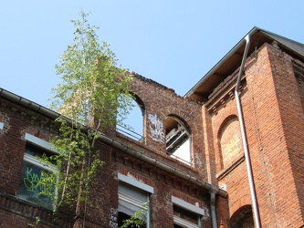 Birken an der maroden Fassade