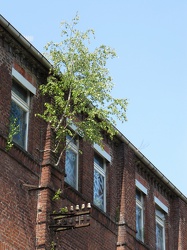 Birke an der Fassade