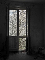 Blütenpracht vor dem Fenster